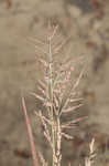 Redtop panicgrass